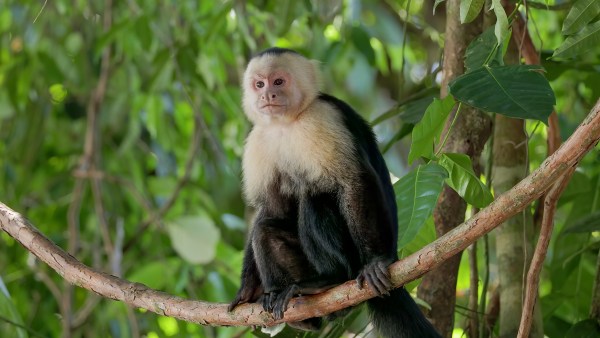 capuchin monkey